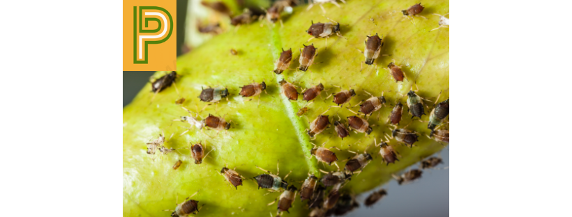 Aphid pests in a garden